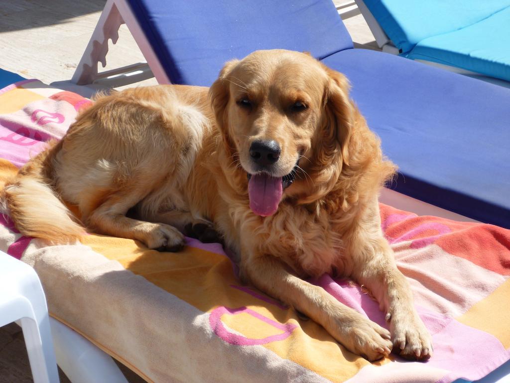 Merve Apartments, Your Home From Home In Central Bodrum, Street Cats Frequent The Property, Not All Apartments Have Balconies , Ground Floor Have Terrace With Table And Chairs Chambre photo